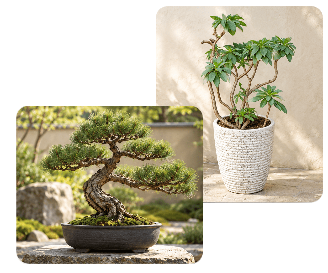 花熊寵物盆葬紀念植栽服務