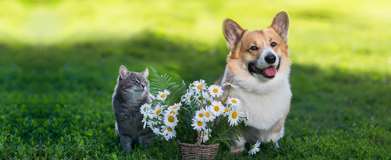 pet-banner