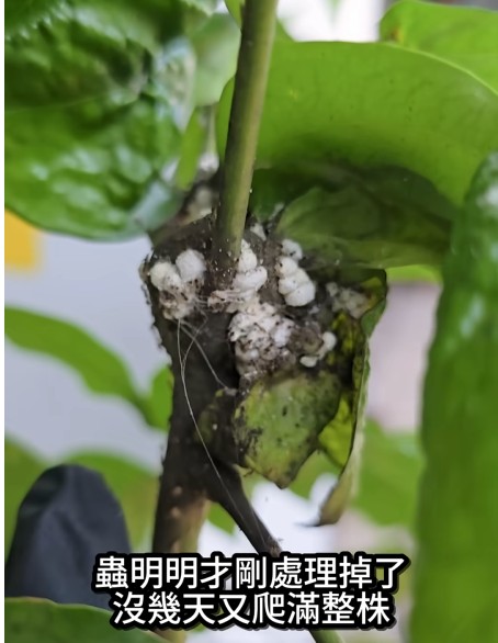 蟲蟲抓不完~破解龜神與螞蟻的共生關係