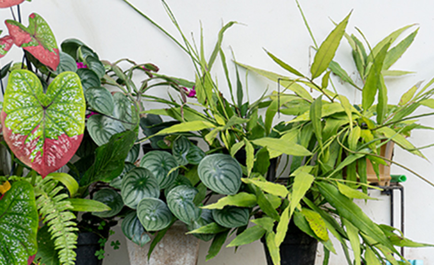 植物