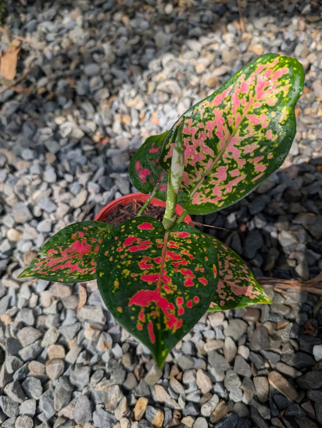 亞曼尼粗肋草|3吋盆