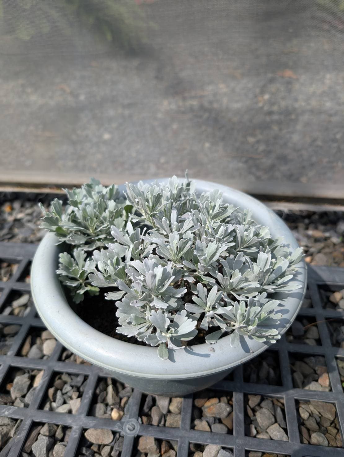 芙蓉菊/蘄艾|盆栽 (促銷特價中) (需日照充足)
