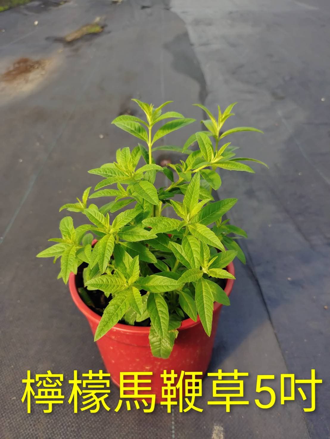 檸檬香蜂草