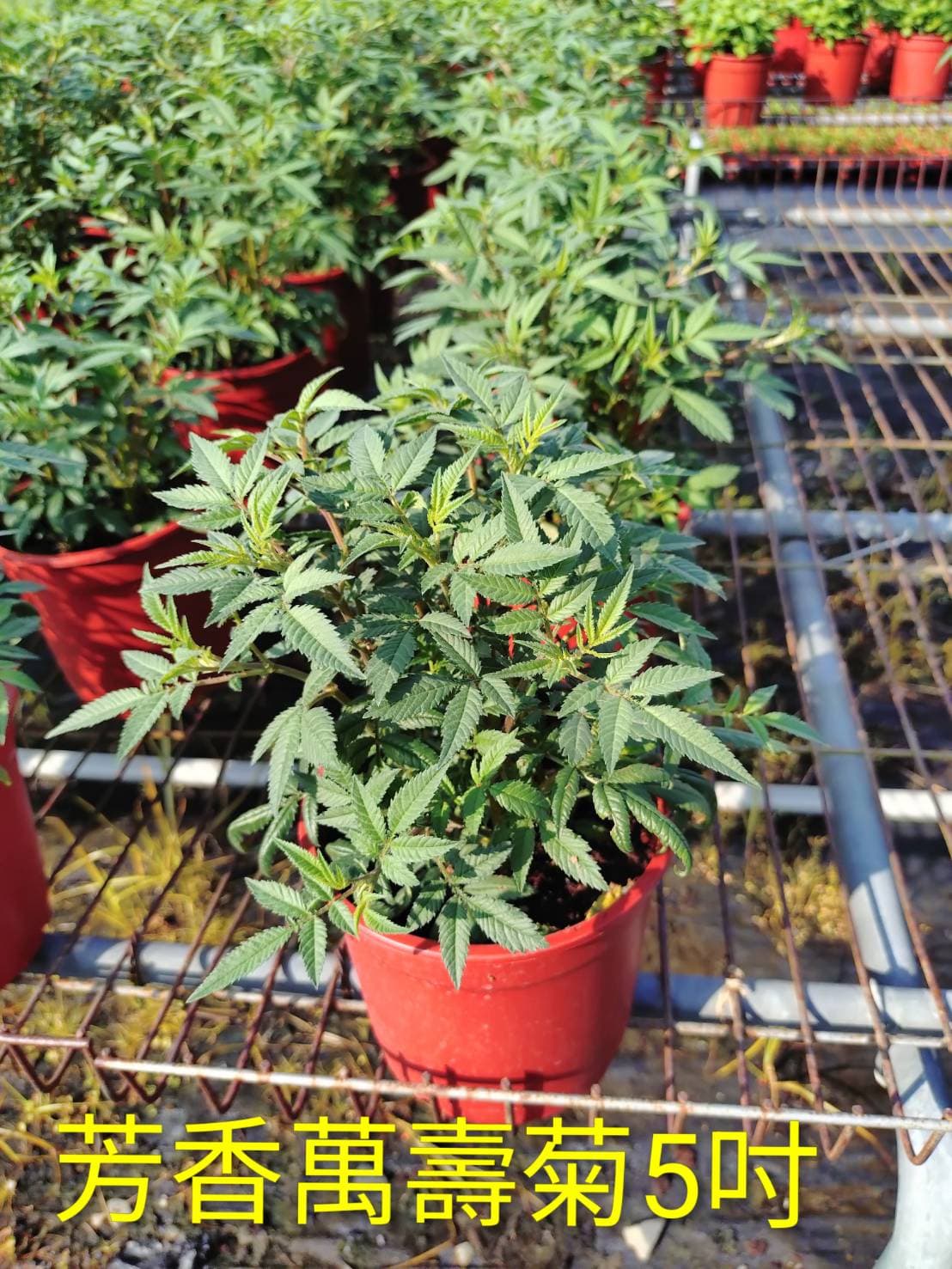 芳香萬壽菊