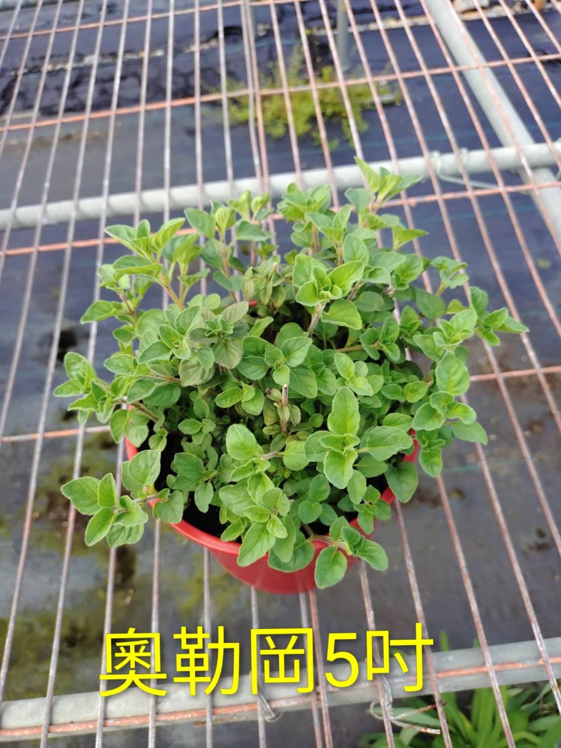 奧勒岡