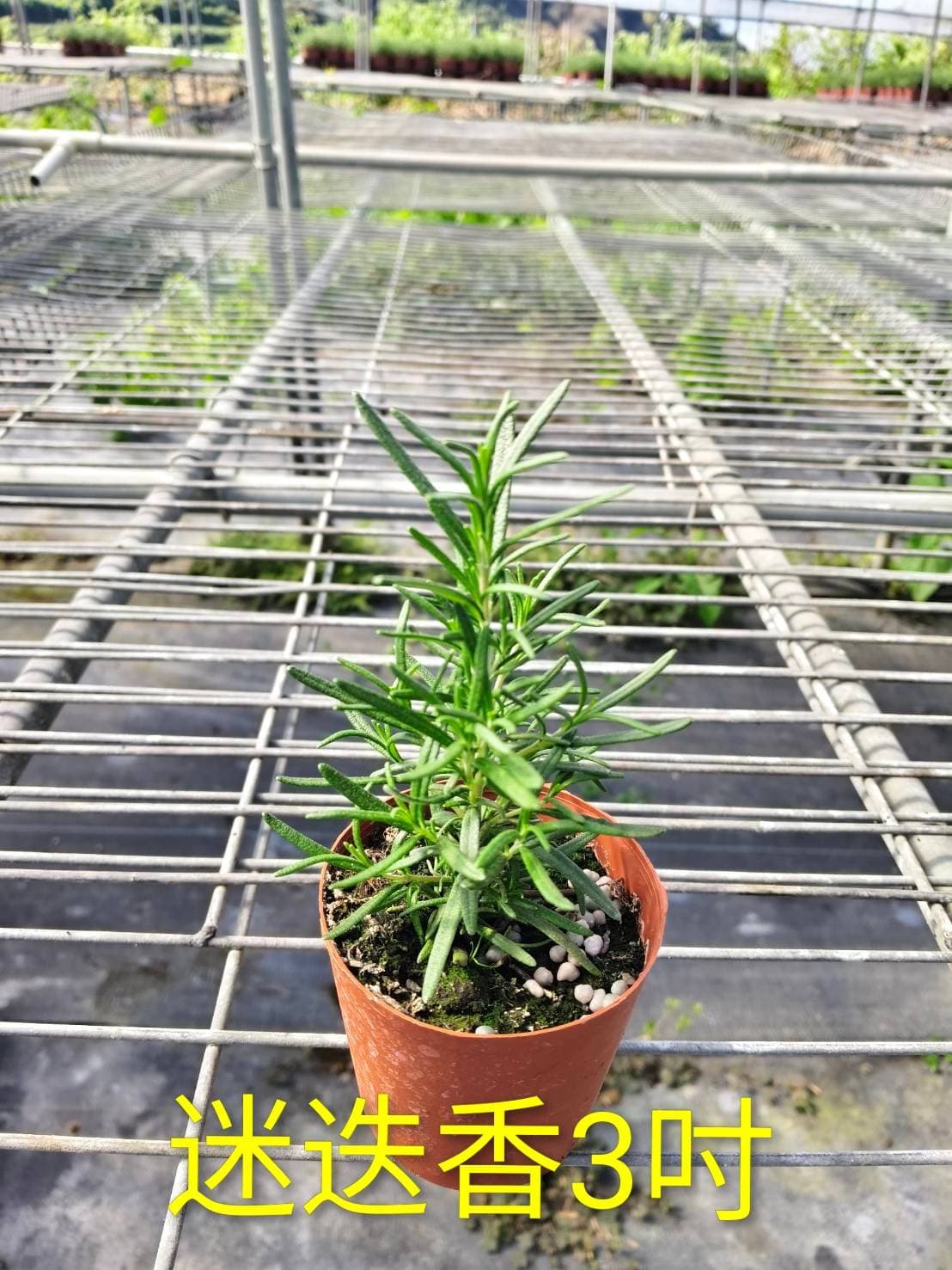 3吋-香草迷迭香