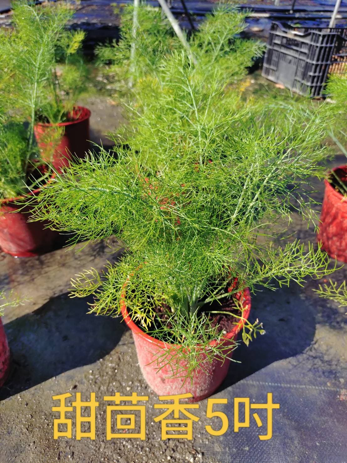 甜茴香|5吋盆栽