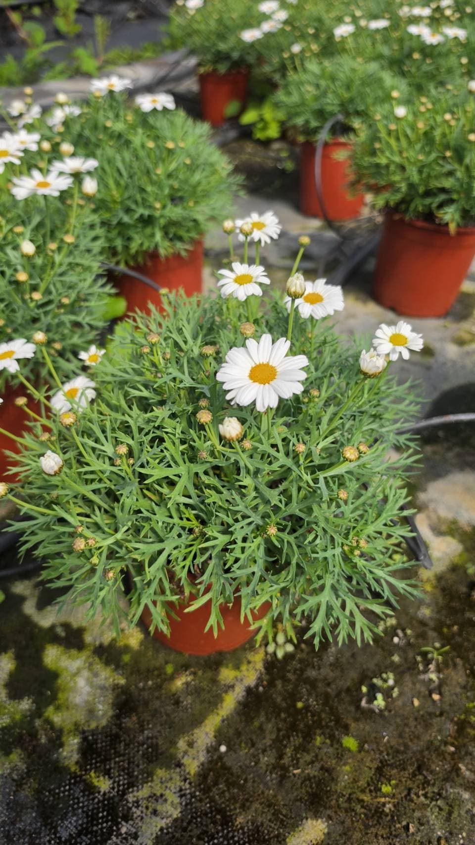 白瑪格麗特｜戶外開花植物