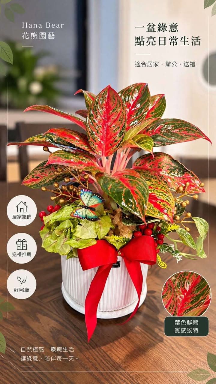 紅色系粗肋草植栽禮盆