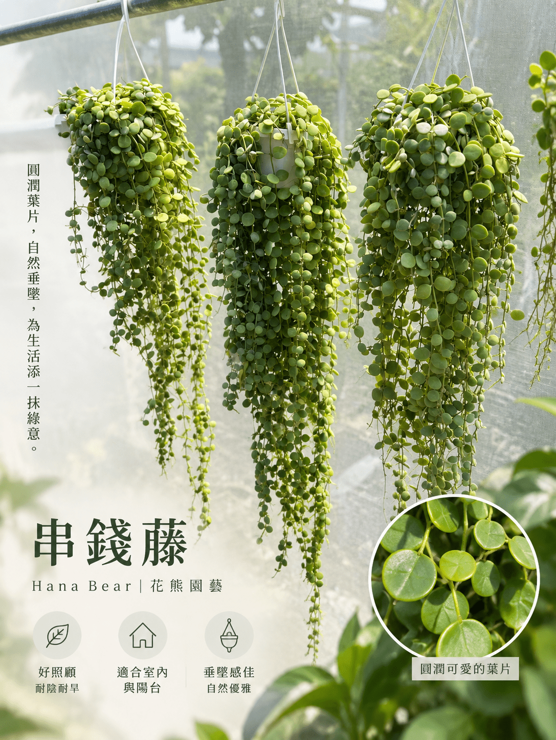 串錢藤|垂墜觀葉植物