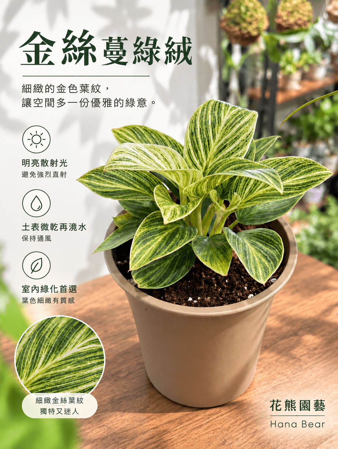 金絲蔓綠絨|觀葉盆栽