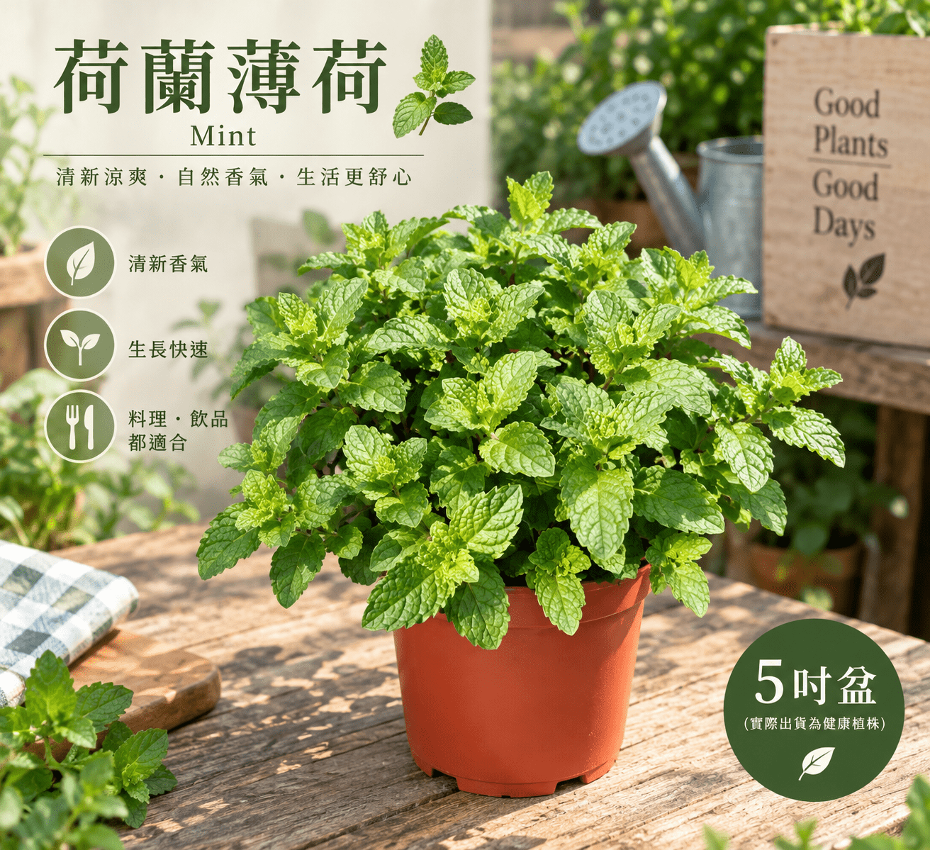 荷蘭薄荷