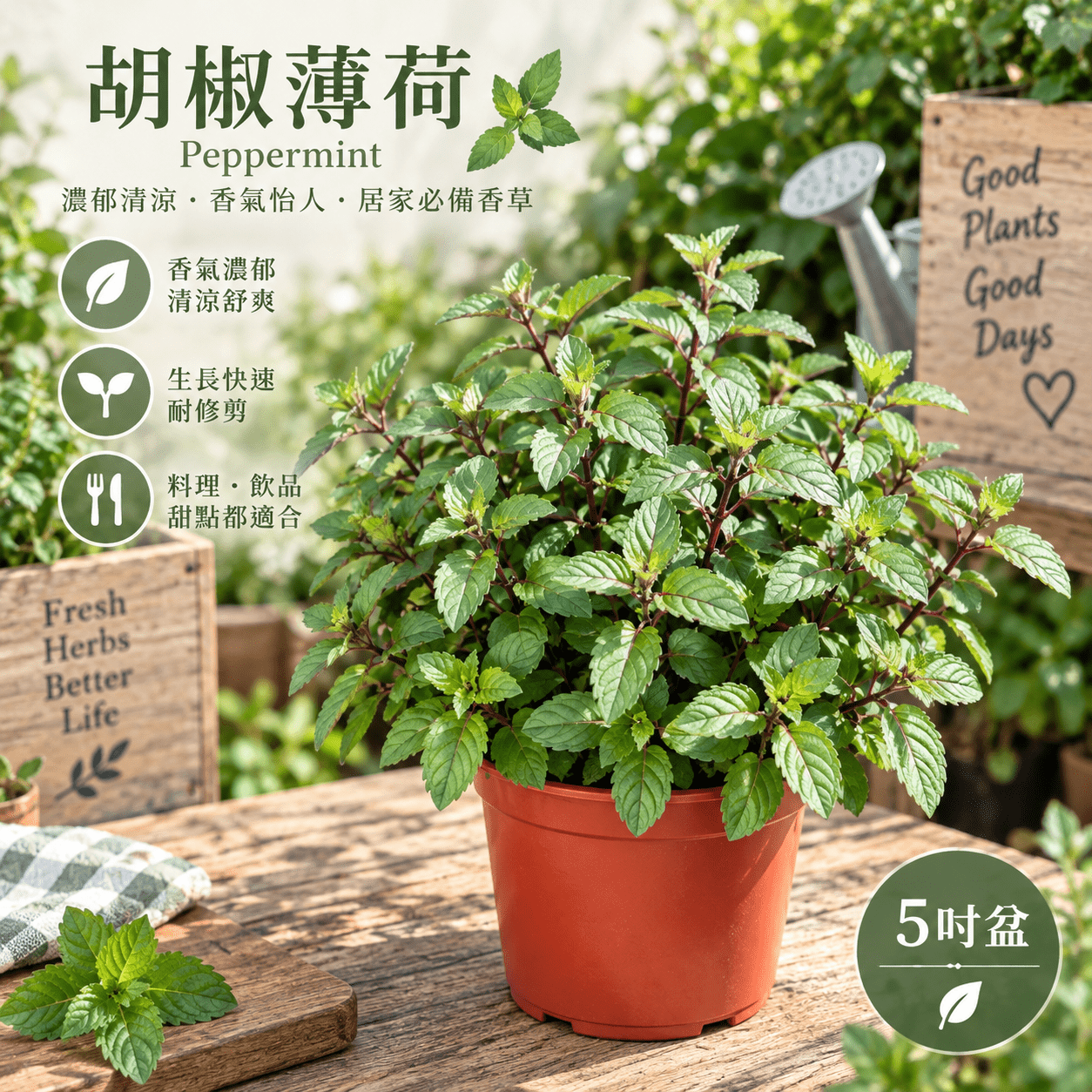 胡椒薄荷