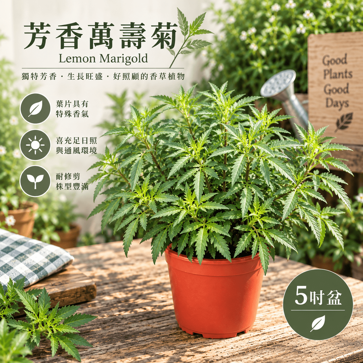 芳香萬壽菊