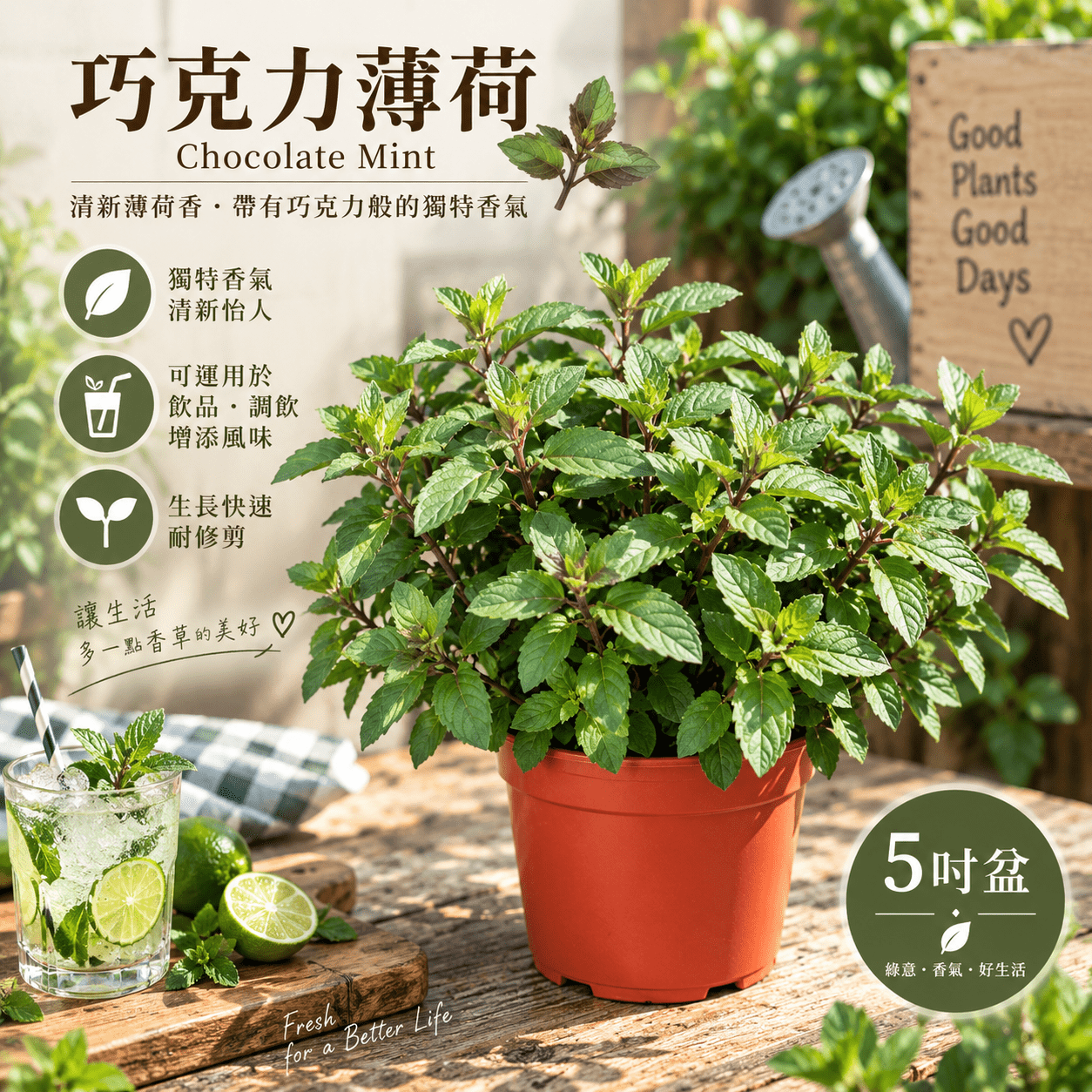 巧克力薄荷