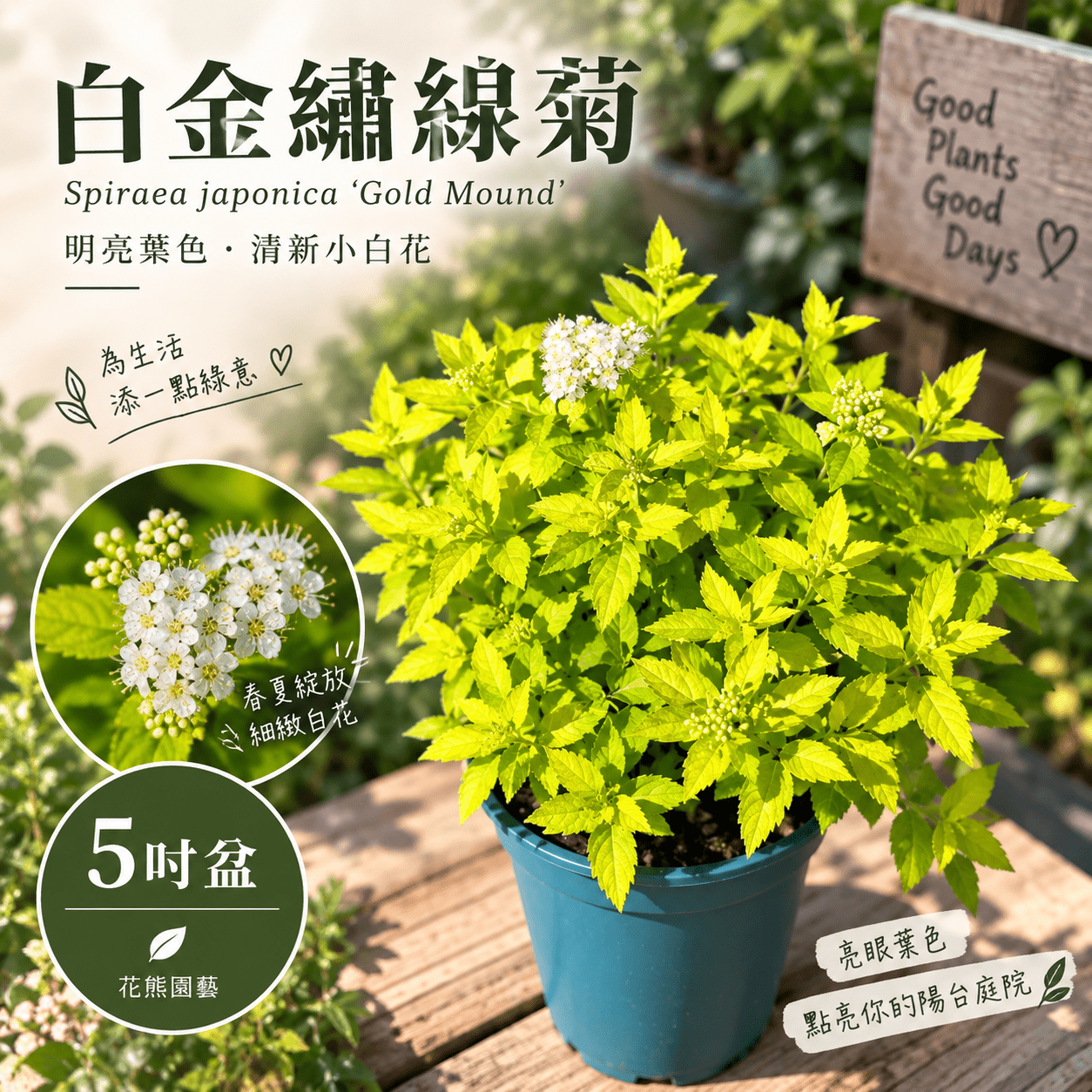 白金繡線菊