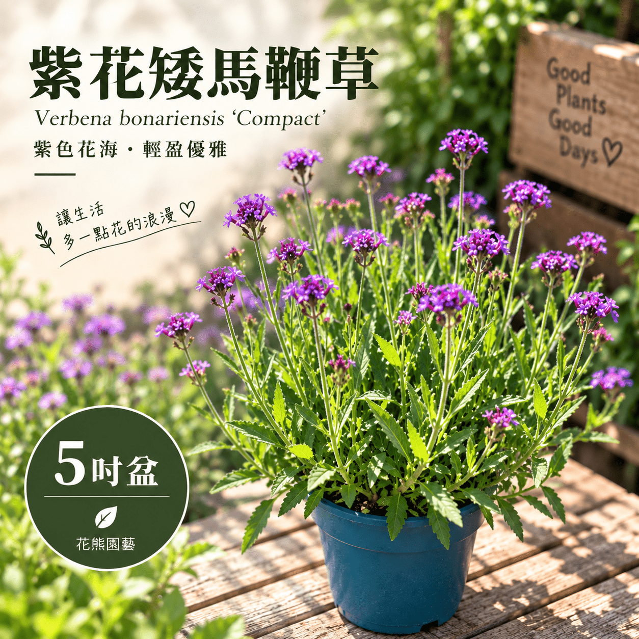 紫花矮馬鞭草