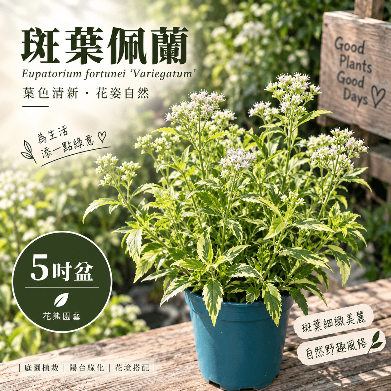 斑葉佩蘭