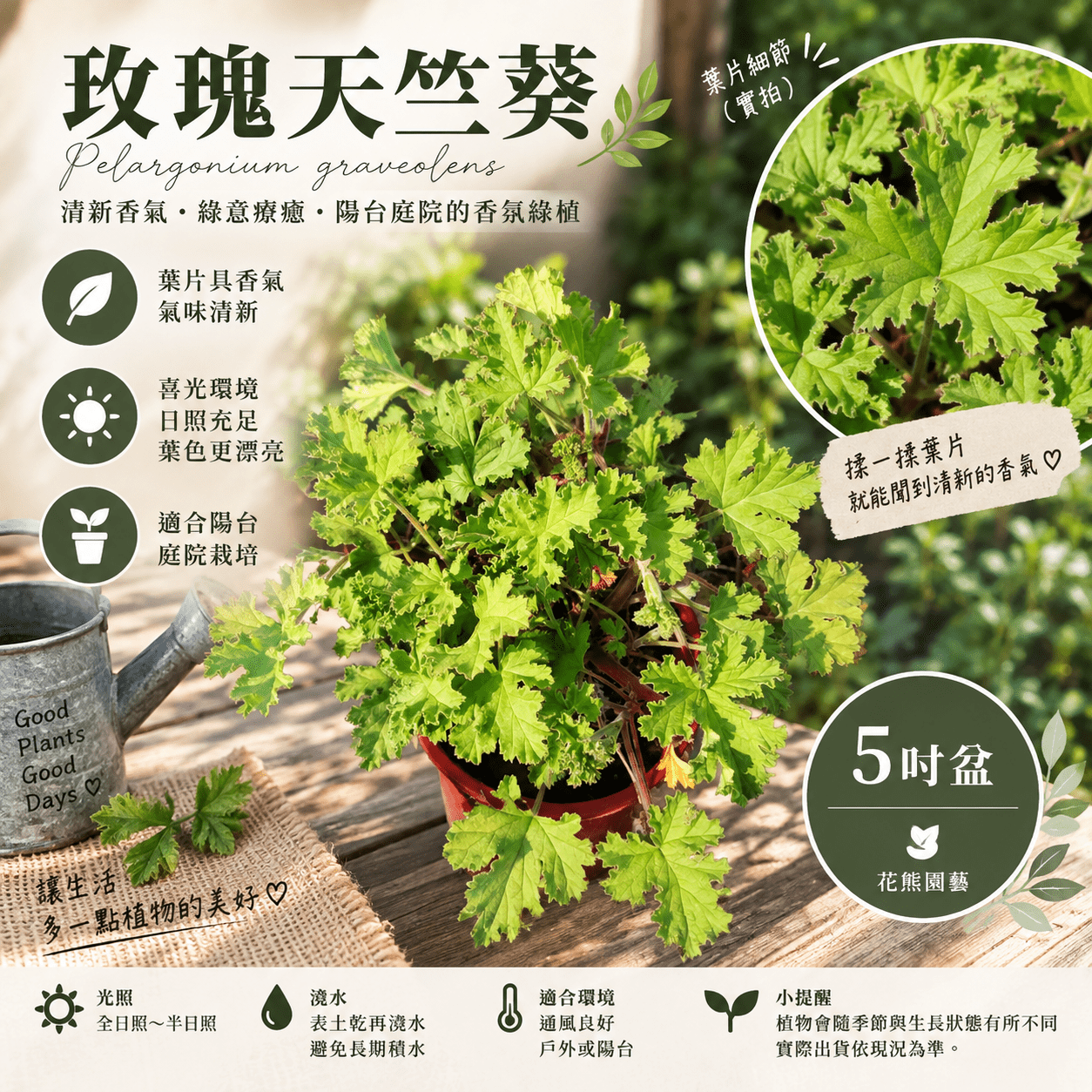 玫瑰天竺葵