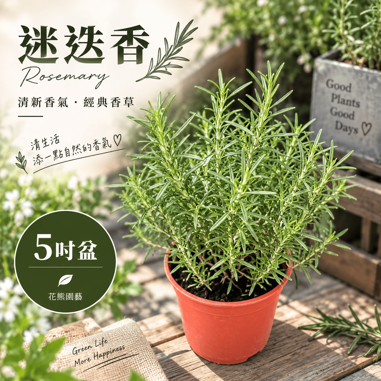 迷迭香|Rosemary