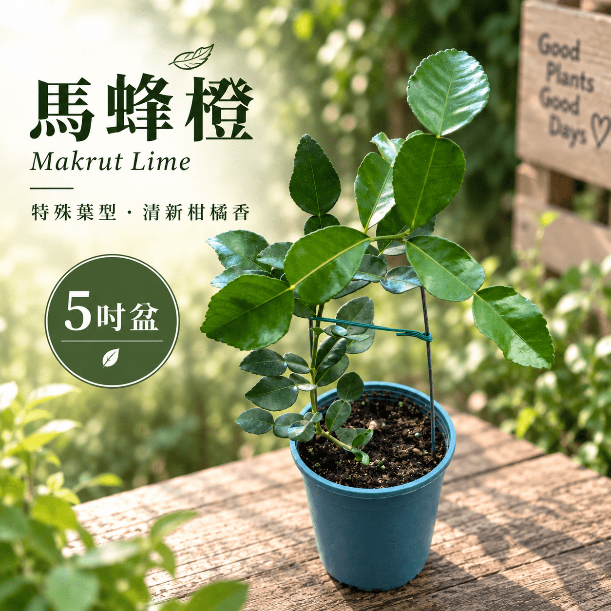 馬蜂橙