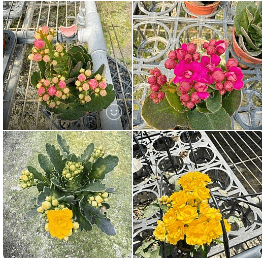 長壽花|花色不挑款