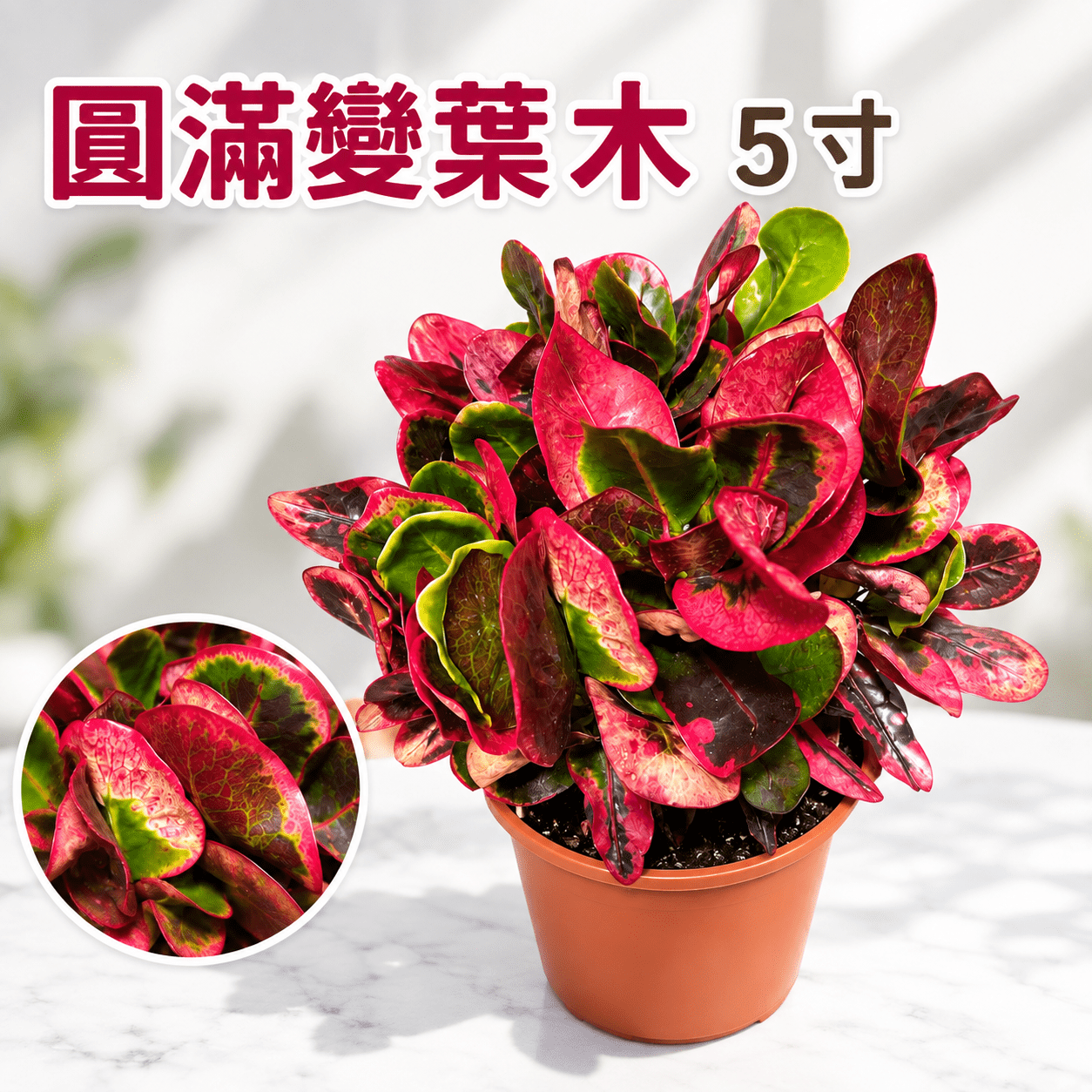 圓滿變葉木