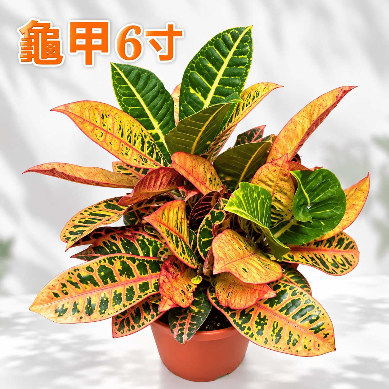 龜甲變葉木｜6吋盆栽 產品概要