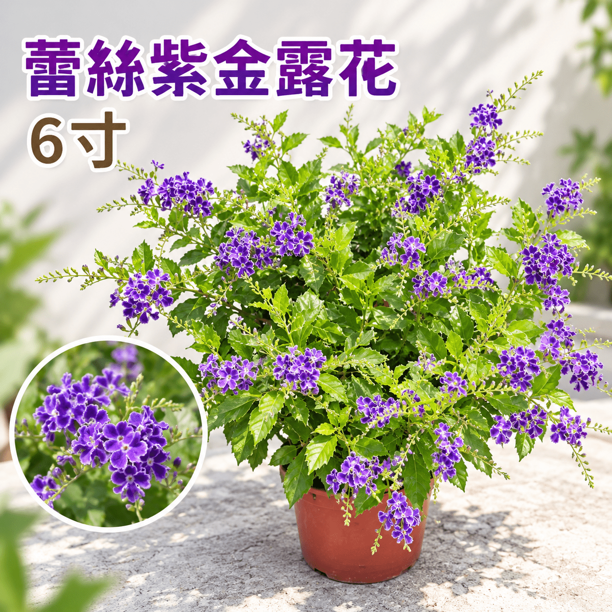 蕾絲紫金露花|6吋盆栽