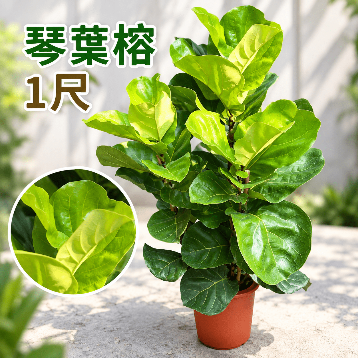 琴葉榕|1尺盆栽