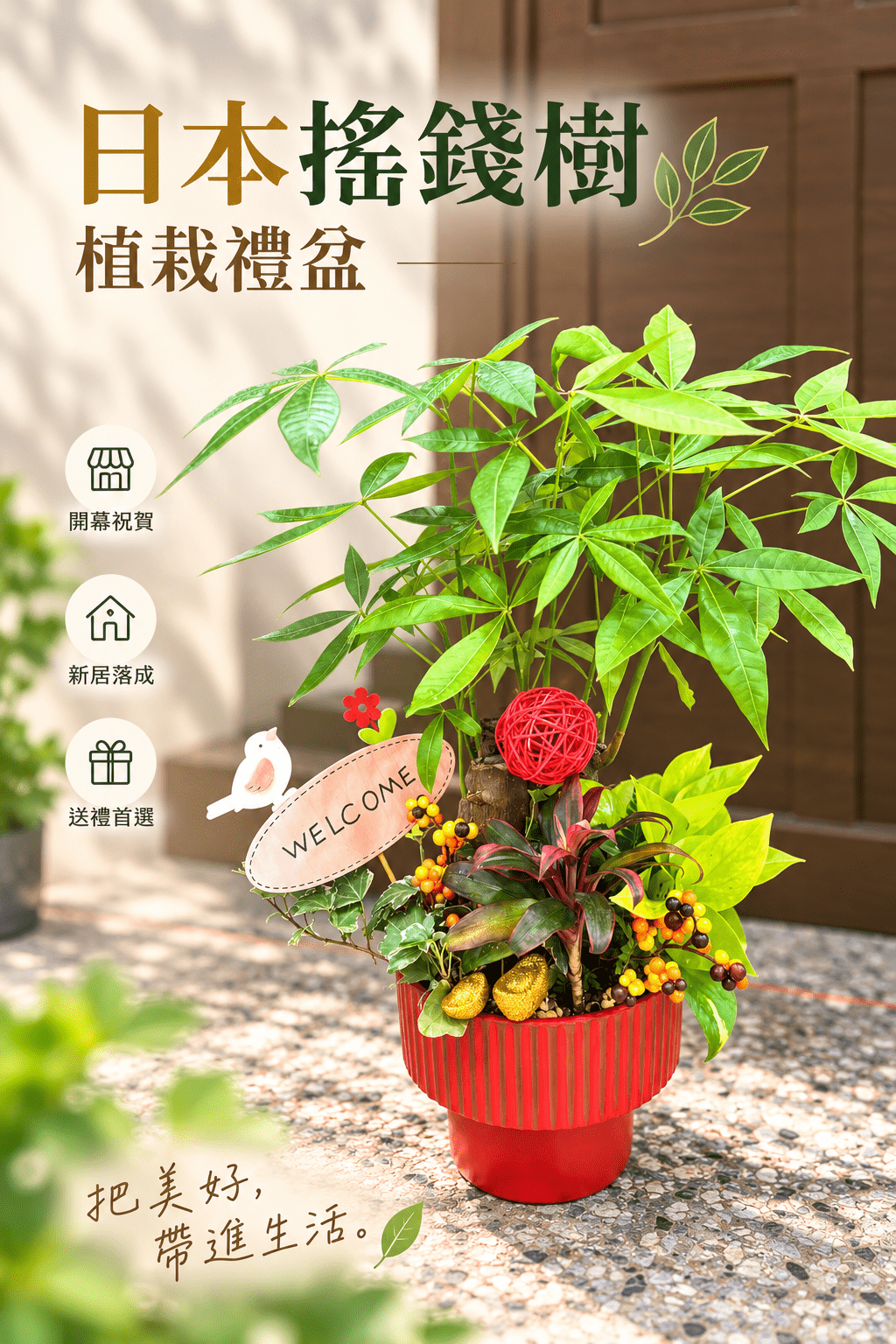 日本搖錢樹植栽禮盆(限高雄地區)
