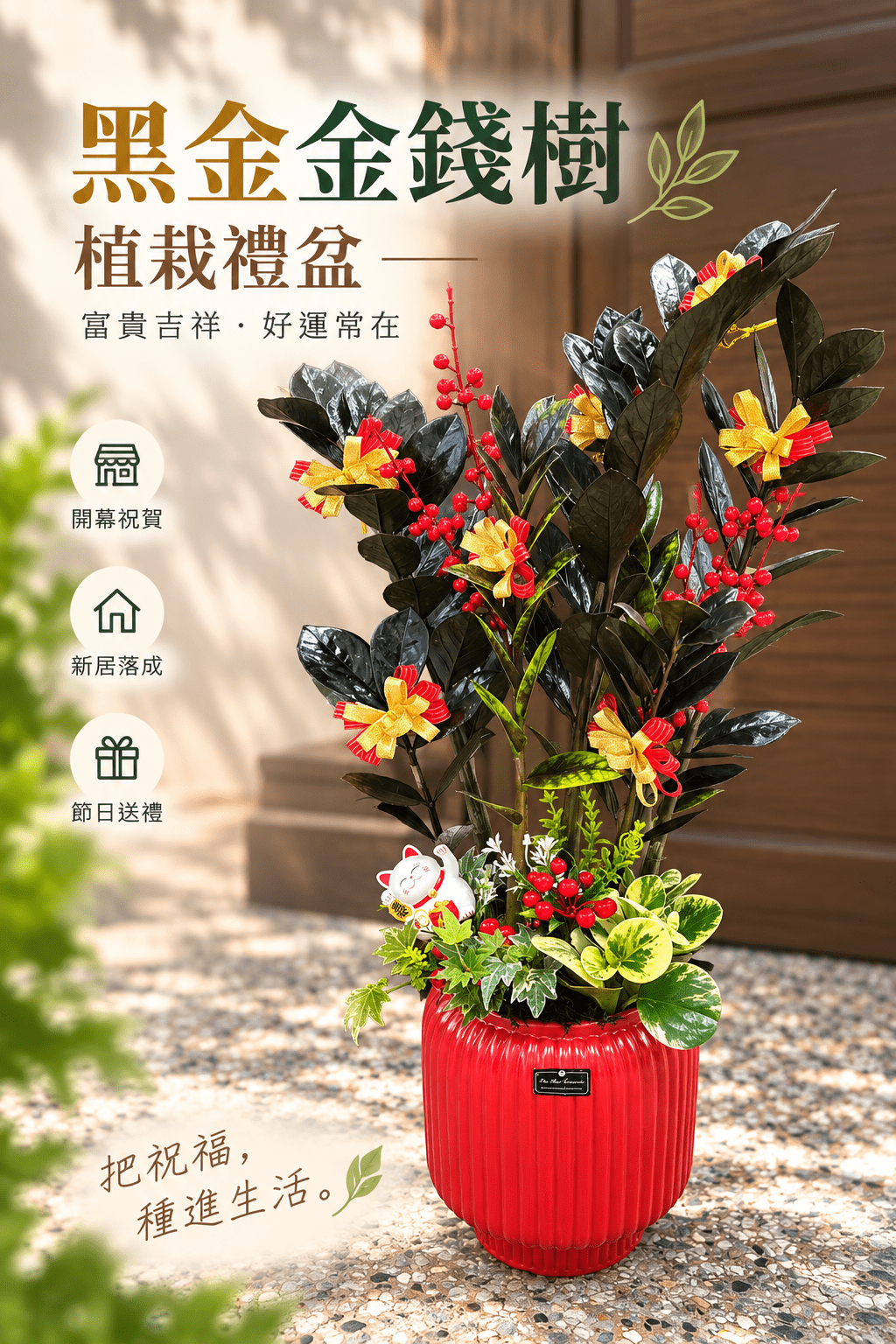 黑金金錢樹植栽禮盆 (限高雄地區)