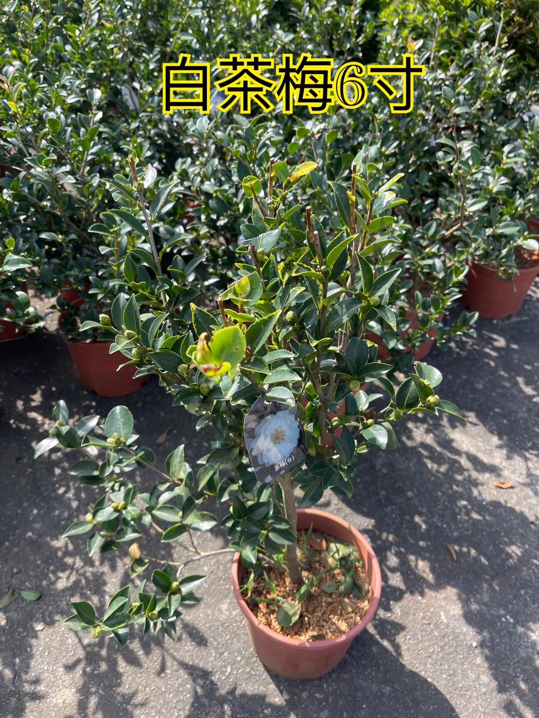 茶梅