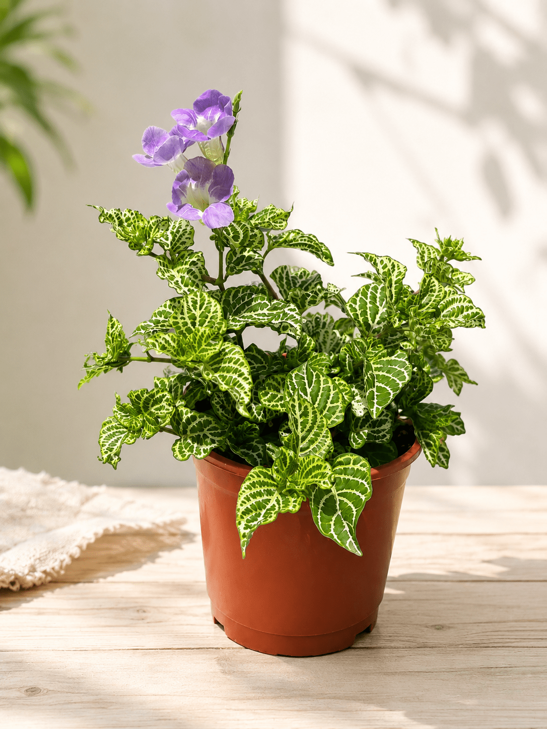 白脈赤道櫻草