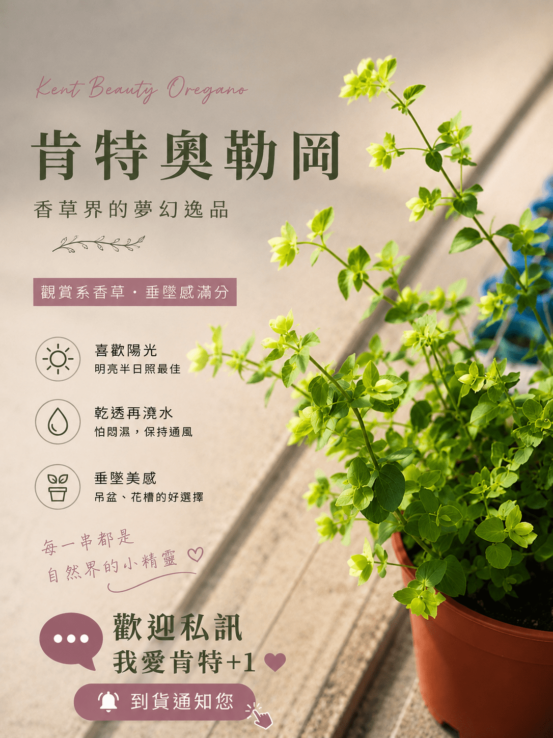 肯特奧勒岡|觀賞型奧勒岡