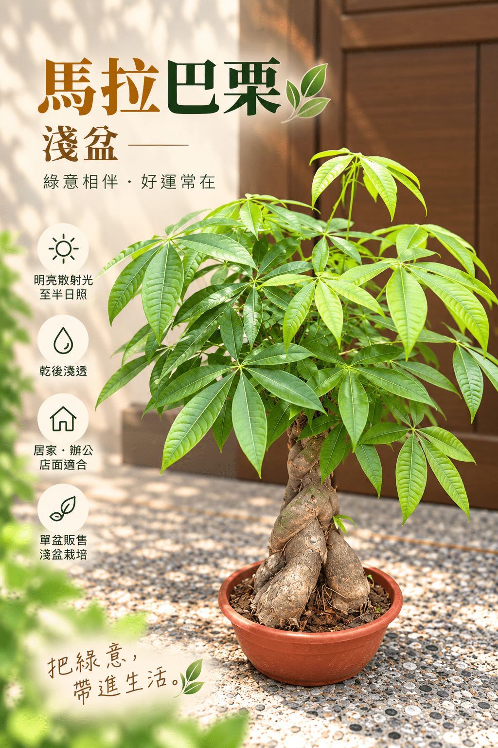 馬拉巴栗|淺盆 (限高雄地區配送)