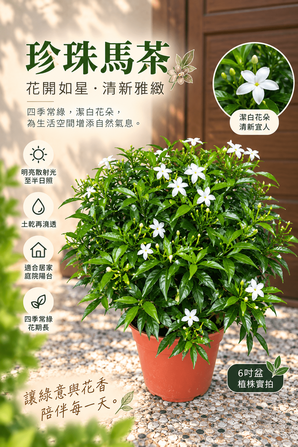 珍珠馬茶｜6吋盆栽
