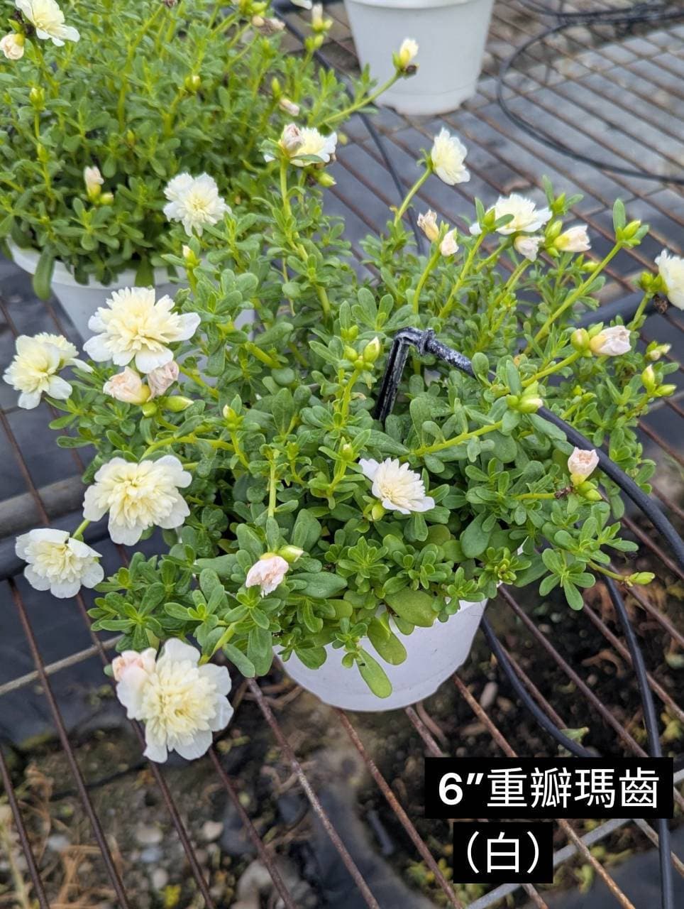 重瓣瑪齒莧・奶白|5吋盆