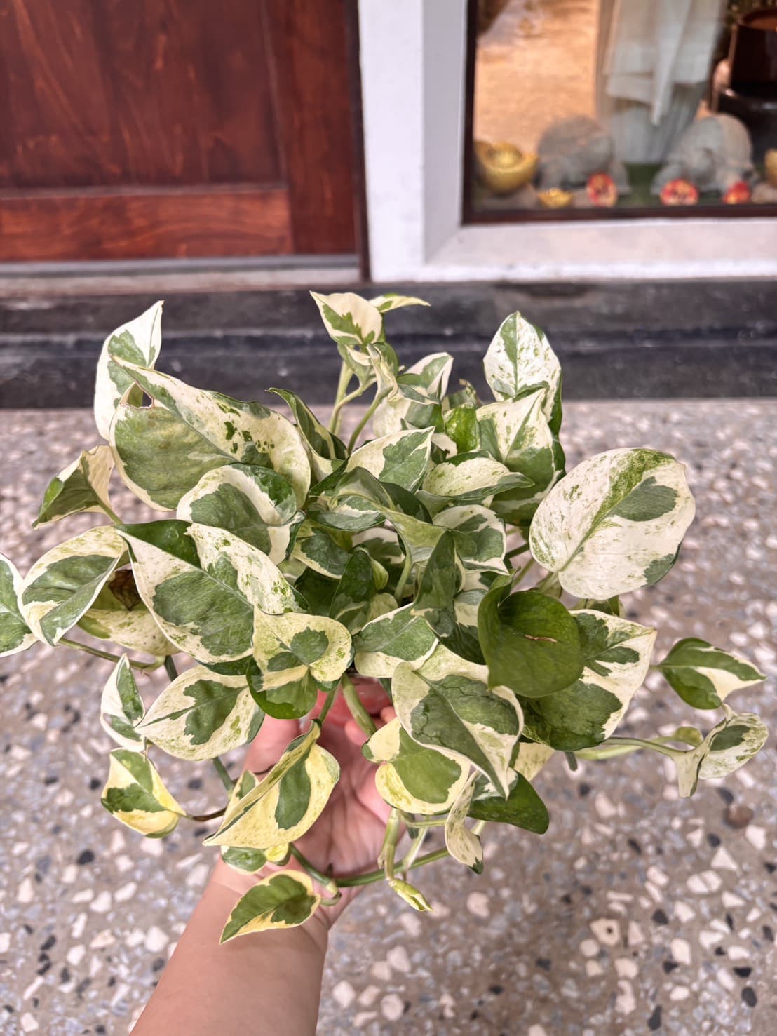 白金葛