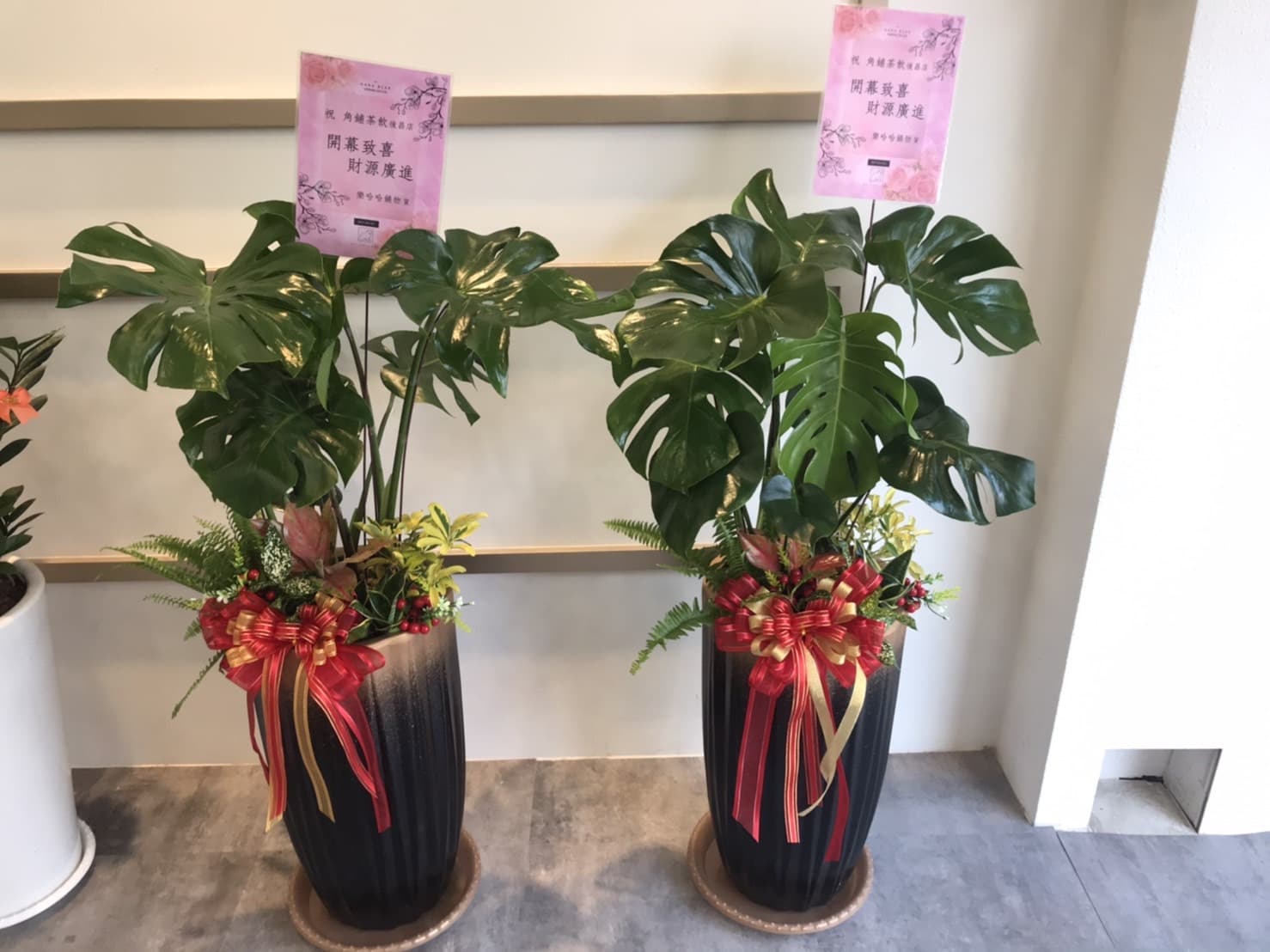 電信蘭禮盆|大型觀葉送禮盆栽(限高雄地區)
