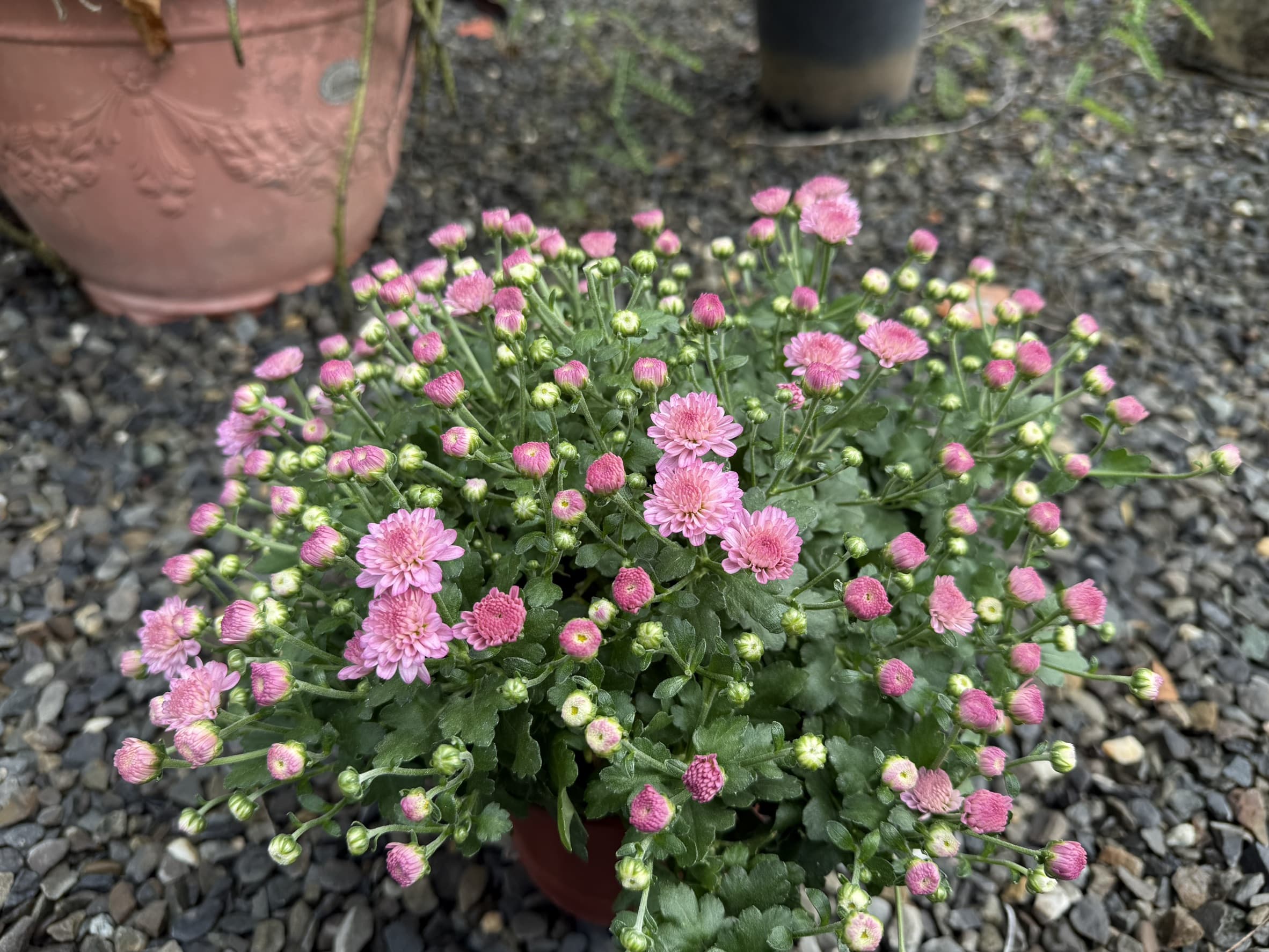 菊花|盆栽