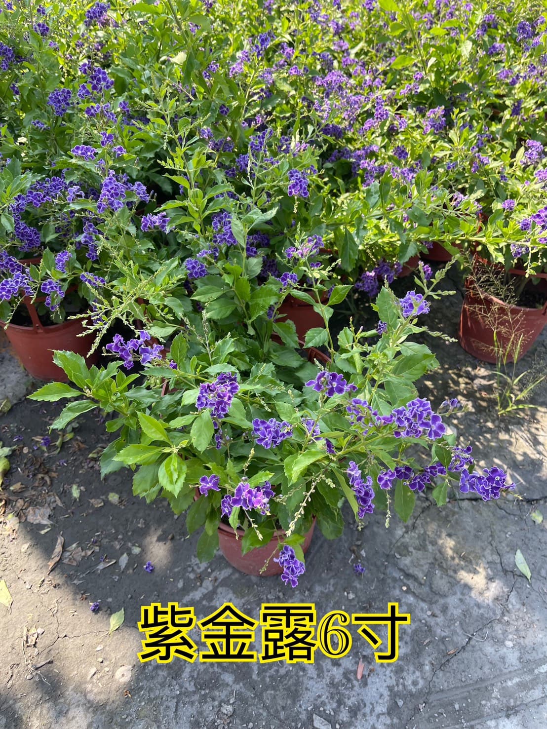 蕾絲紫金露花|6吋盆栽