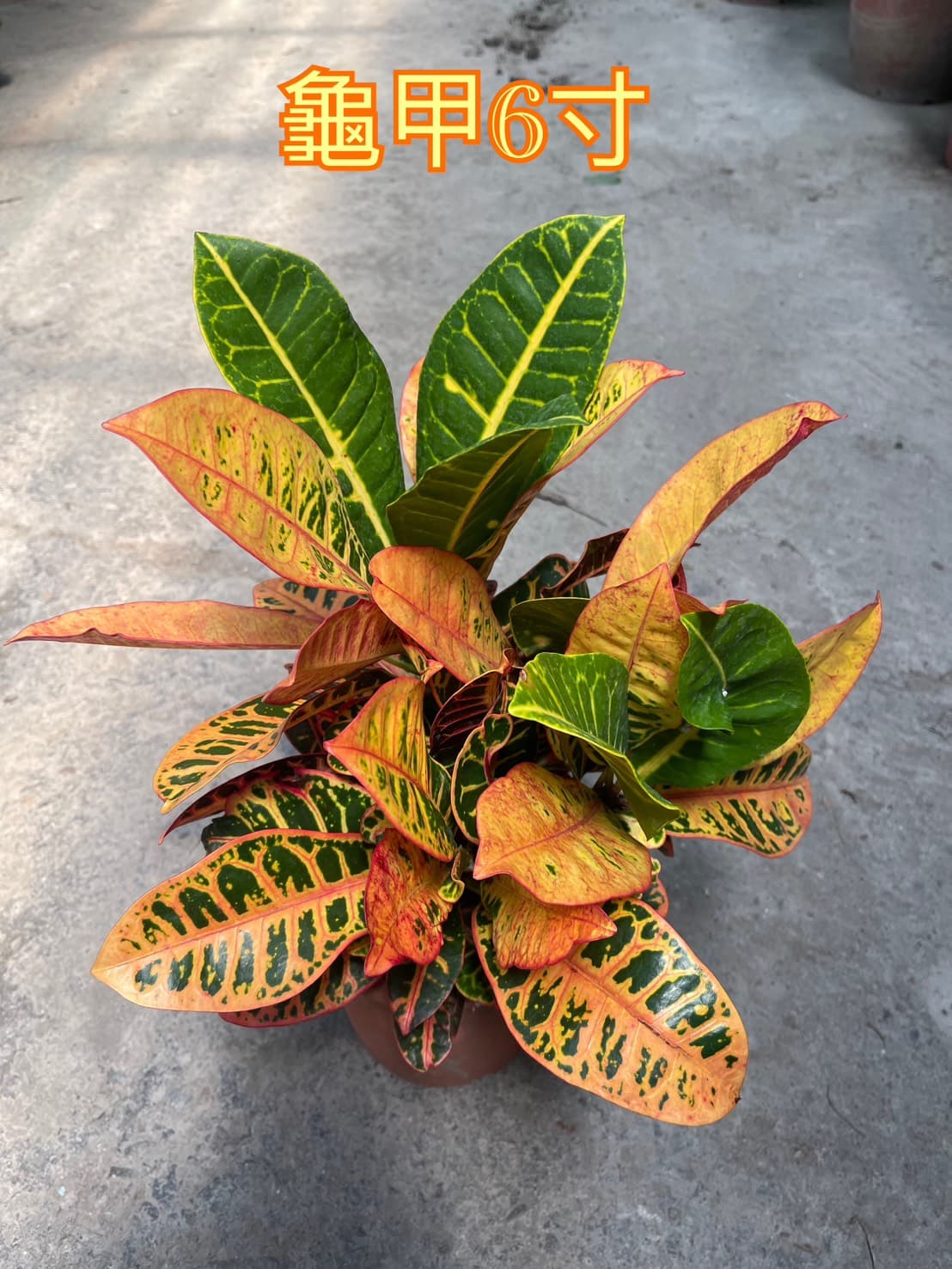 龜甲變葉木|6吋盆栽 產品概要