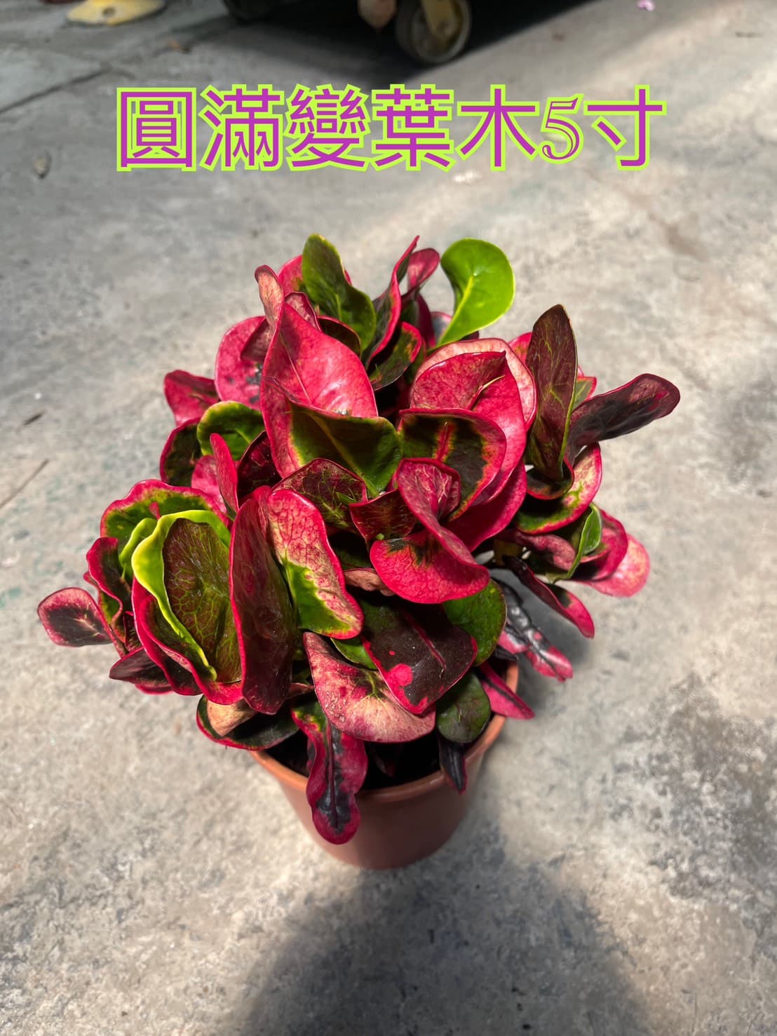 圓滿變葉木