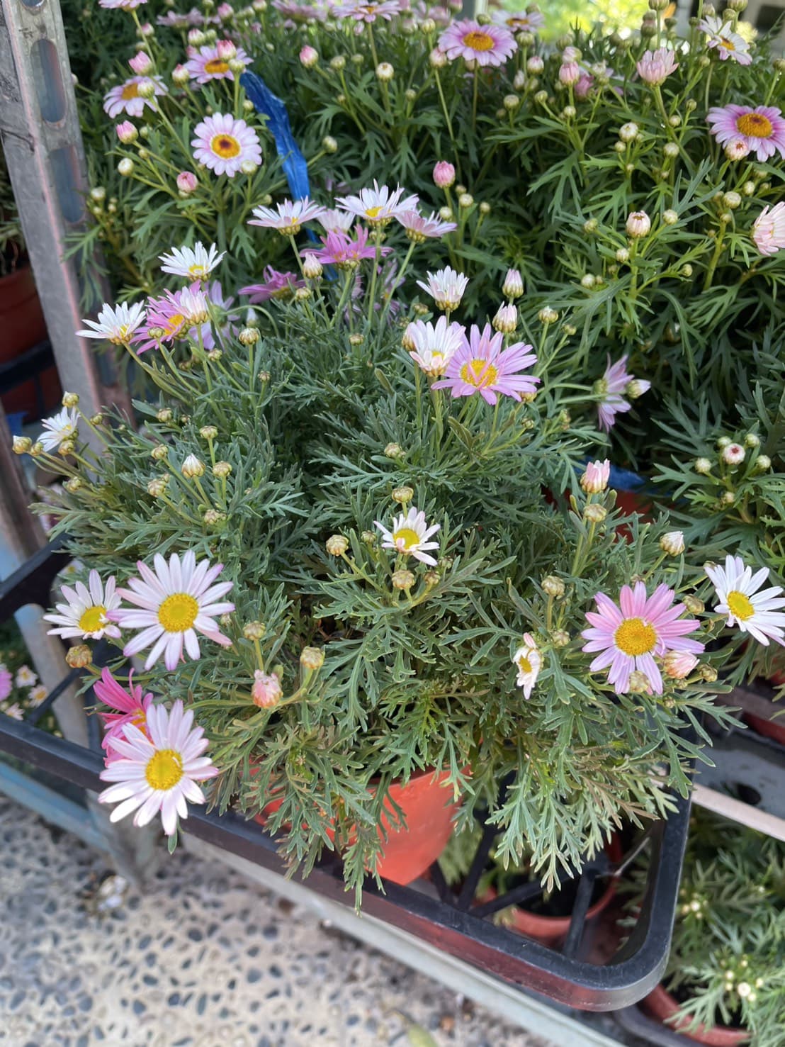 粉瑪格麗特｜戶外開花植物