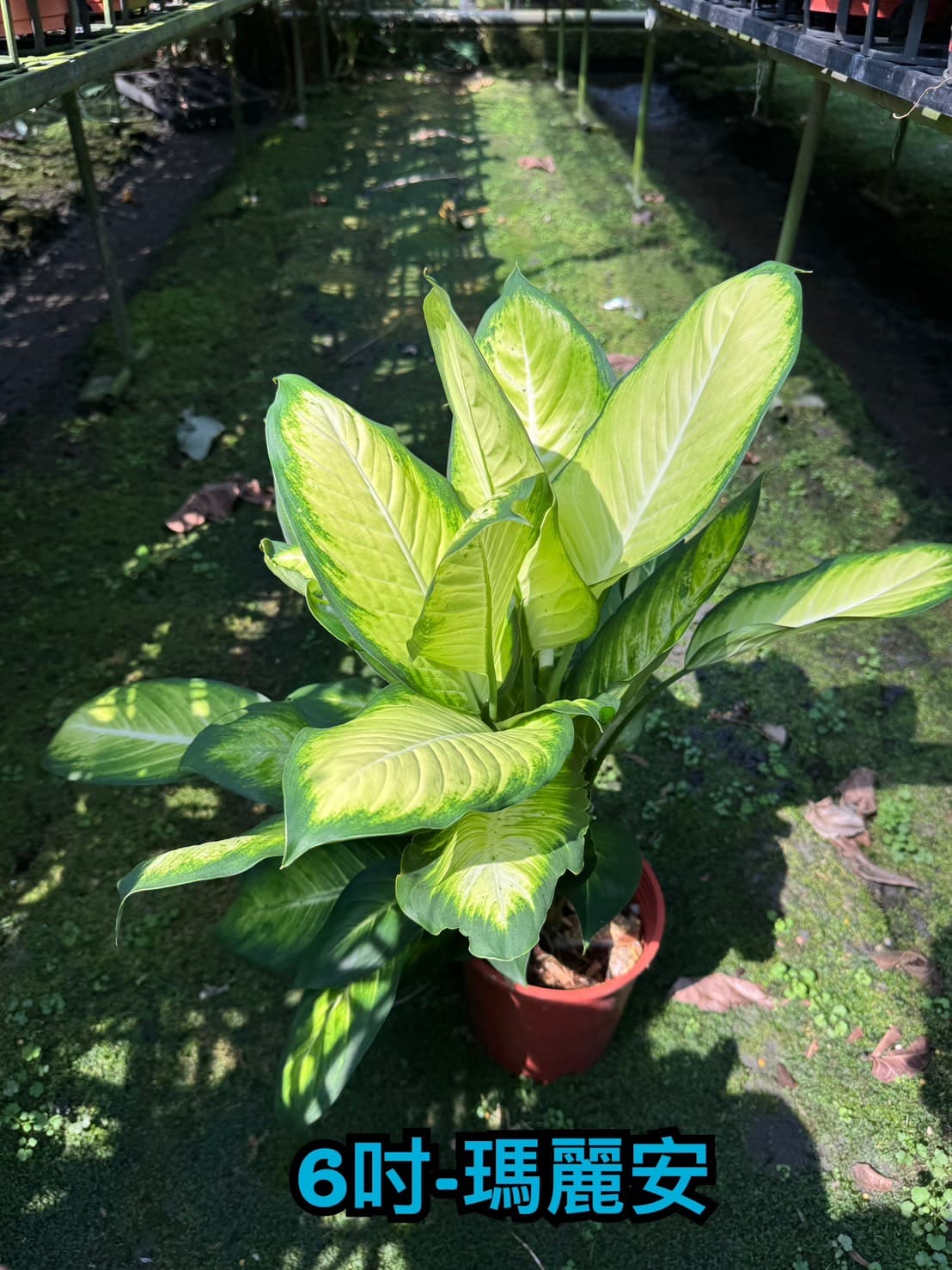 瑪麗安黛粉葉|6吋盆栽