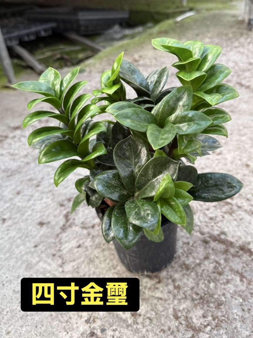 金璽金錢樹｜4吋