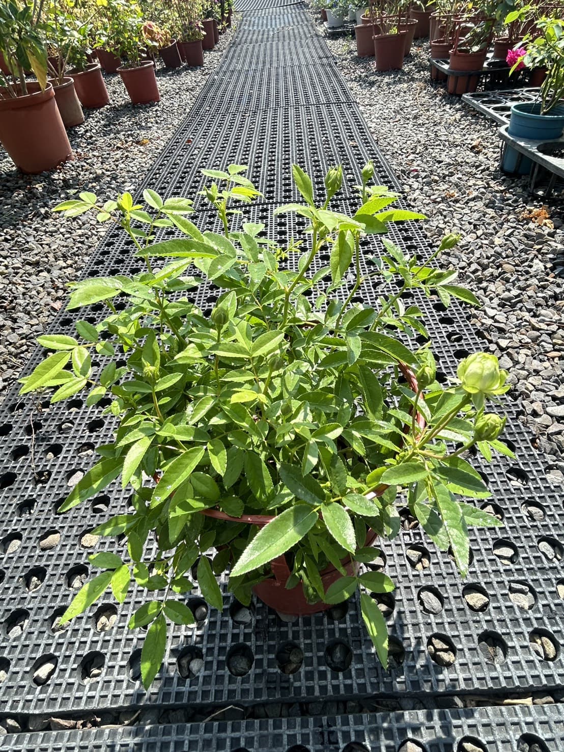 綠閃電玫瑰|5吋盆・花苞款