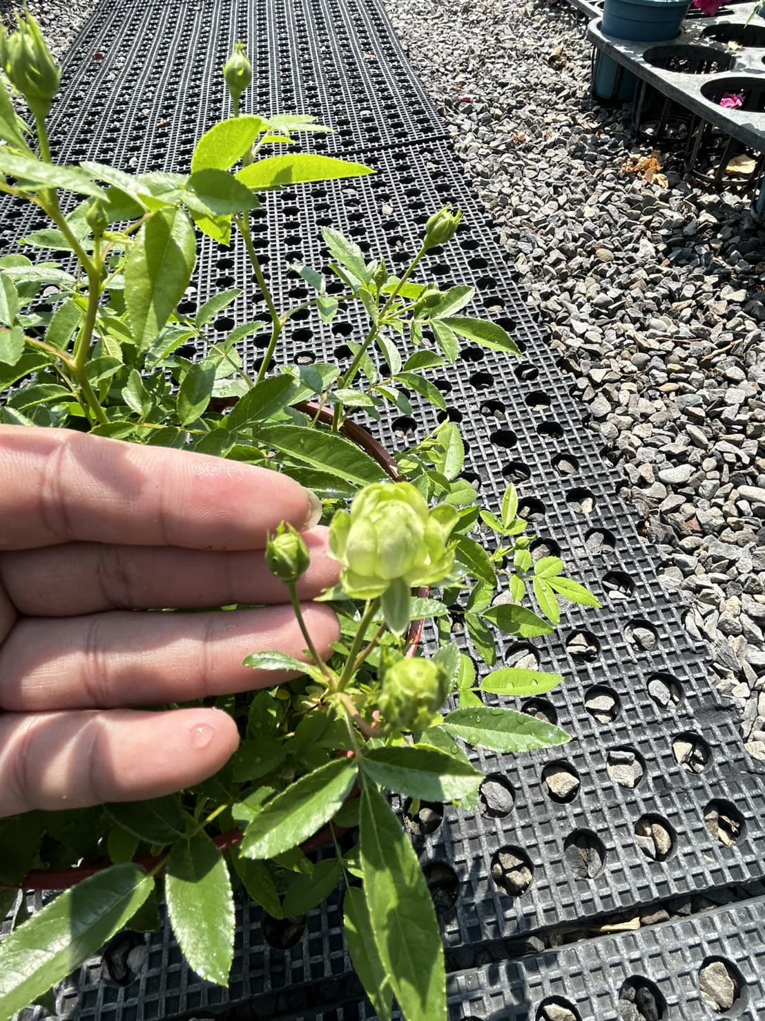 綠閃電玫瑰|5吋盆・花苞款