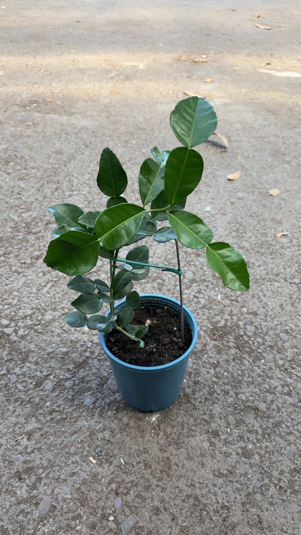 馬蜂橙
